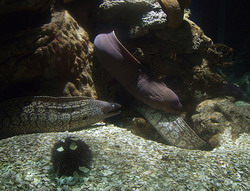 Sealife Aquarium in Benalmadena Costa