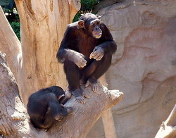Chimps in Bioparc Fuengirola