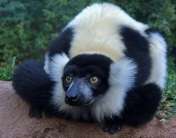 Black and white lemur in Bioparc Fuengirola