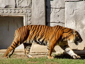 Sumatran Tiger - Bioparc Fuengirola