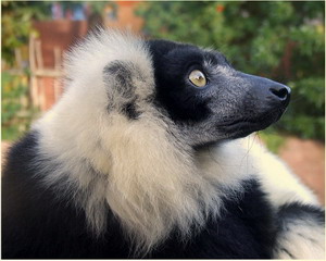 Black and White Lemur - Bioparc Fuengirola Zoo
