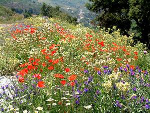 Wildflowers