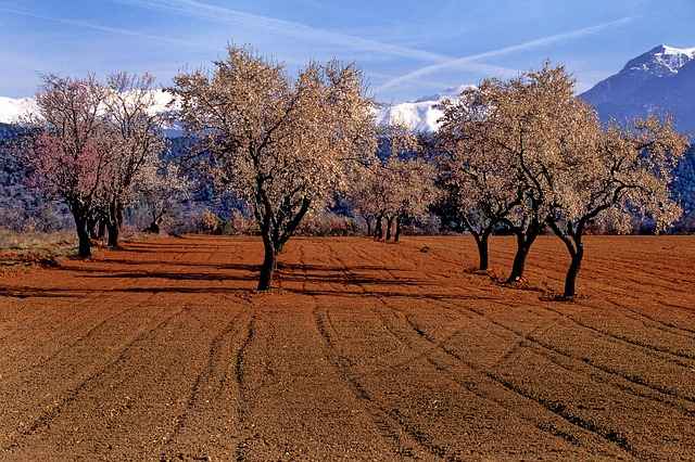 Almond trees in Aragon, Spain