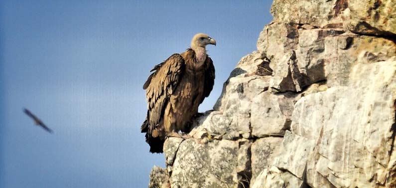 Vulture in Monfrague National Park