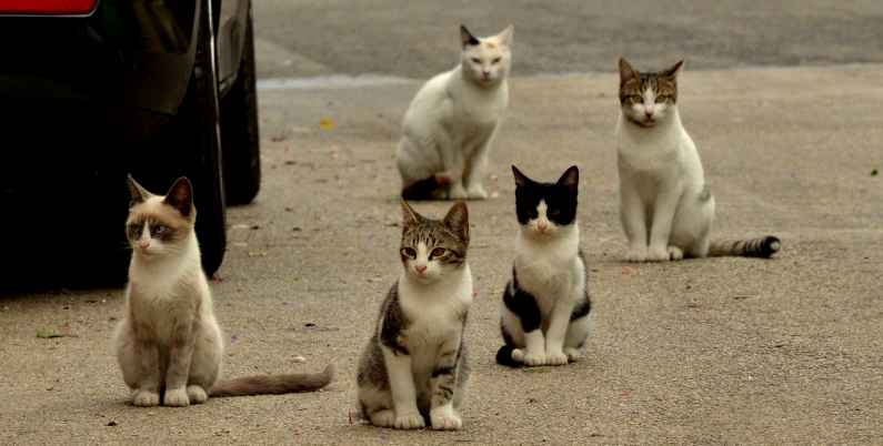 Street cats