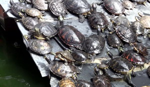 Atocha Station turtles